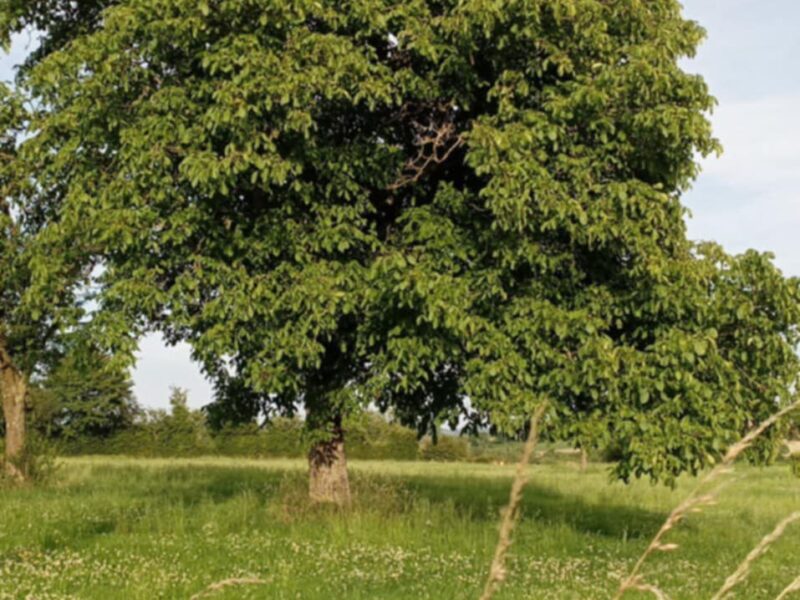 TERRAIN AGRICOLE